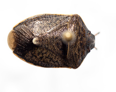 Holcostethus limbolarius