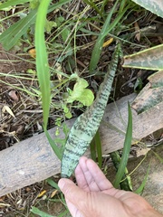 Sansevieria