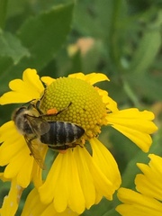 Melissodes druriellus