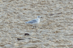 Ichthyaetus melanocephalus