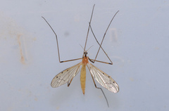 Limonia phragmitidis