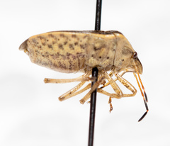 Holcostethus limbolarius