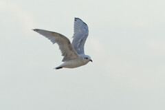 Ichthyaetus melanocephalus