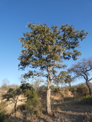 Philenoptera violacea