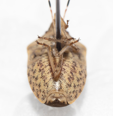 Holcostethus limbolarius