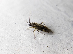 Plagiognathus obscurus