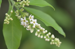 Citharexylum berlandieri