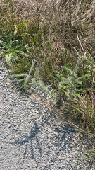 Echium vulgare