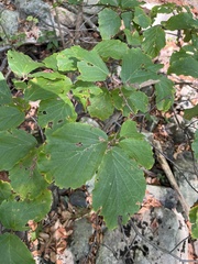 Hamamelis virginiana