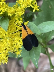 Lycomorpha pholus
