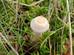 Infundibulicybe geotropa