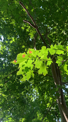 Acer platanoides