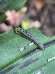 Tenthredinoidea