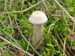 Infundibulicybe geotropa