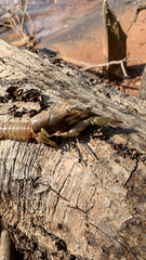 Faxonius virilis