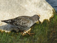 Calidris maritima