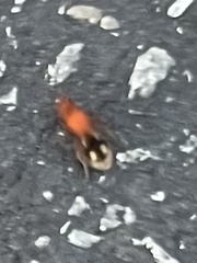 Dasymutilla quadriguttata