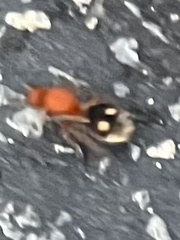 Dasymutilla quadriguttata