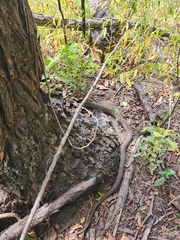 Nerodia erythrogaster