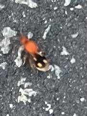 Dasymutilla quadriguttata