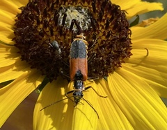 Chauliognathus limbicollis