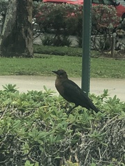 Quiscalus major westoni