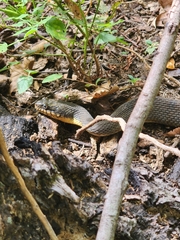 Nerodia erythrogaster