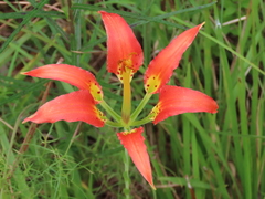 Lilium catesbaei