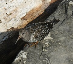 Calidris maritima
