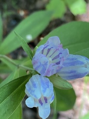 Gentiana decora