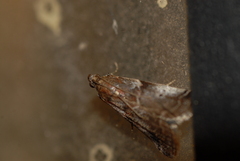 Acrobasis