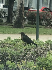 Quiscalus major westoni