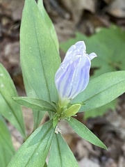 Gentiana decora