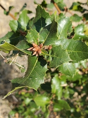 Quercus wislizeni wislizeni