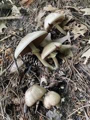 Agaricus sylvicola