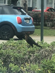 Quiscalus major westoni