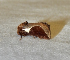Prolimacodes badia