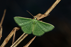 Microloxia ruficornis