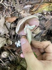 Agaricus sylvicola