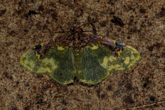 Syngatha latiflavaria