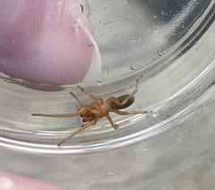 Dysdera crocata
