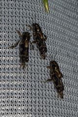 Tridactylidae