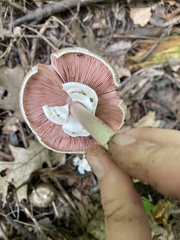 Agaricus sylvicola