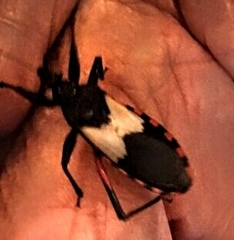 Microtomus purcis