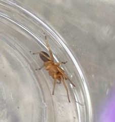 Dysdera crocata