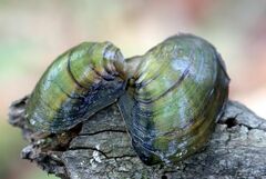 Utterbackia imbecillis