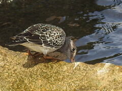 Calidris maritima