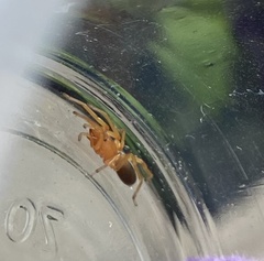 Dysdera crocata