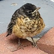 Turdus migratorius