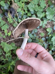 Agaricus sylvicola